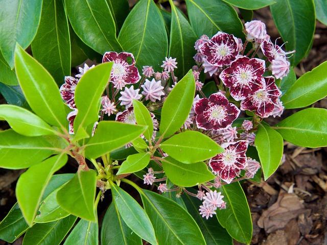 盛开 紫色的 开花 - Pixabay上的免费照片 - Pixabay
