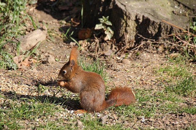 Free Animal Squirrel photo and picture
