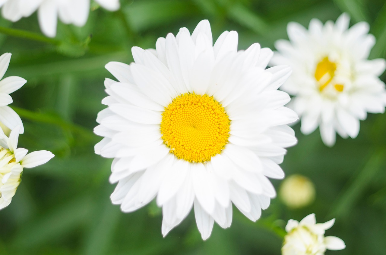 Daisies White Flowers Free photo on Pixabay Pixabay