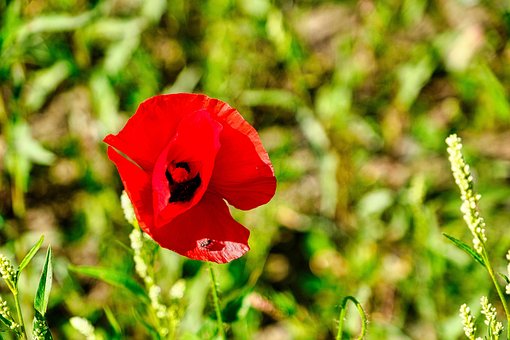Free Flower Meadow Poppy photo and picture