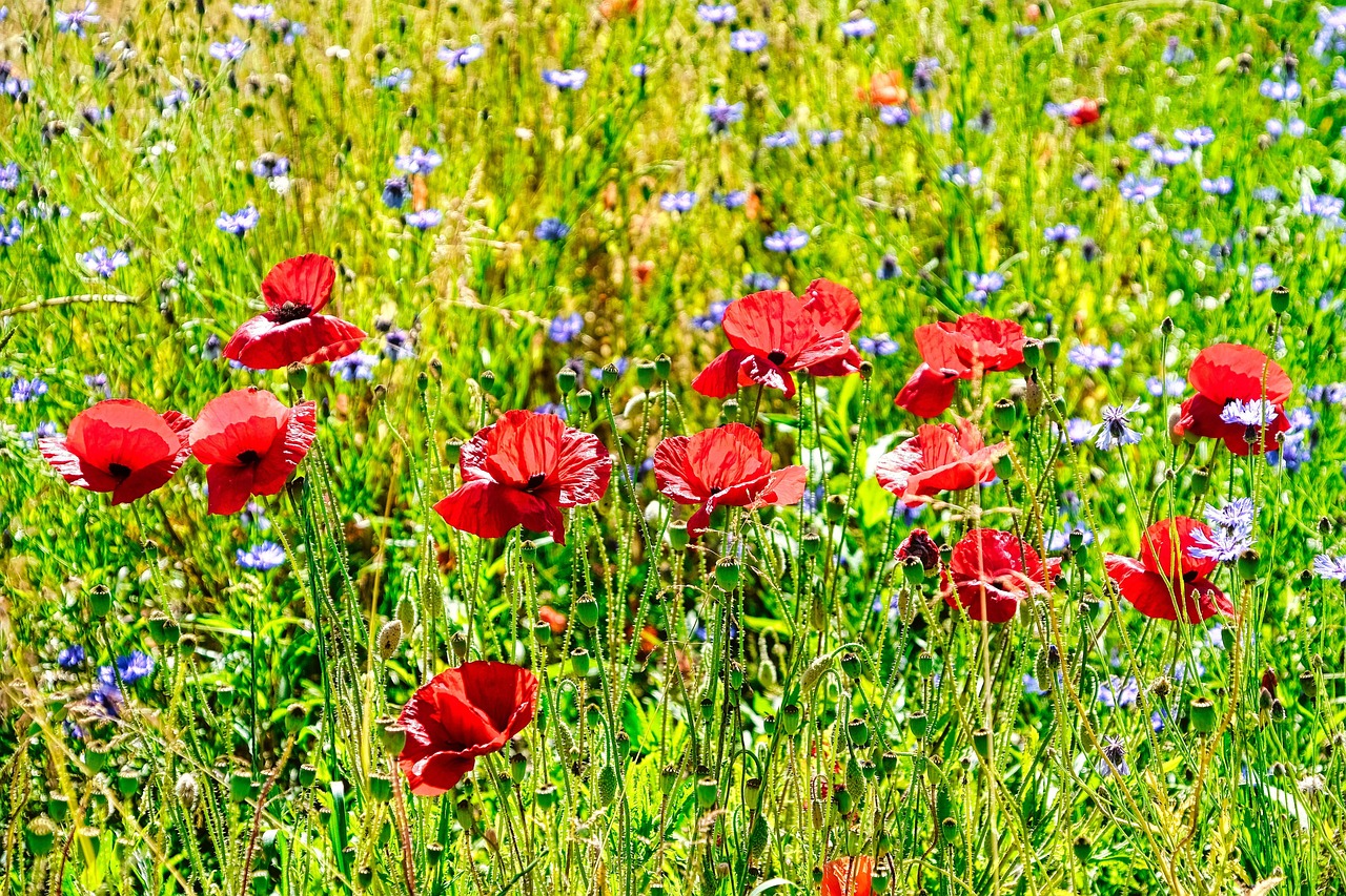 https://cdn.pixabay.com/photo/2022/06/26/18/27/poppies-7286075_1280.jpg