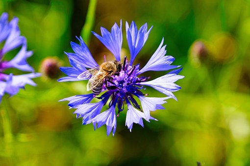 Free Bee Cornflowers photo and picture
