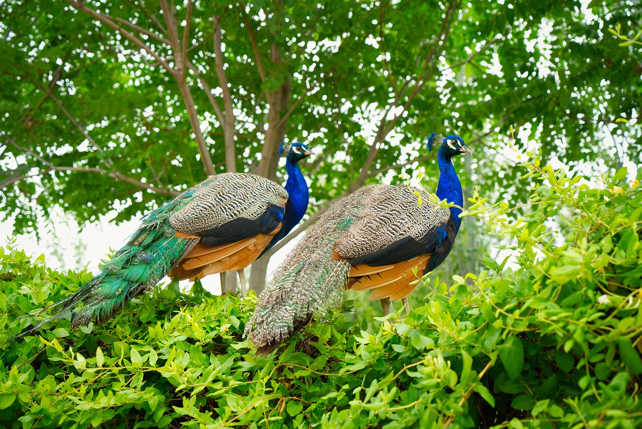 Peacock Bird Park Free photo on