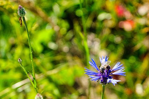 Free Bee Cornflower photo and picture