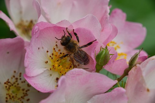 Rose, Biene, Garten, Natur, Insekt