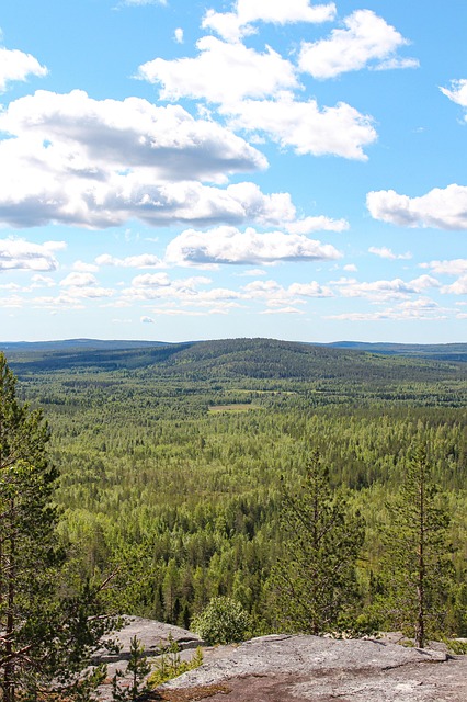 Finlanda, Pădure, Orizont, Natura