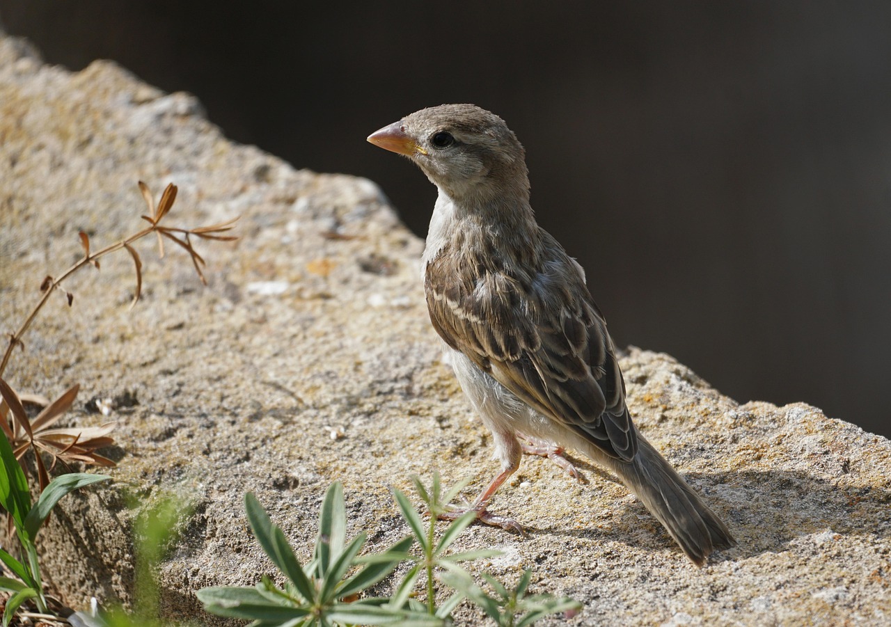 Pájaro Estimular Ornitología - Foto gratis en Pixabay