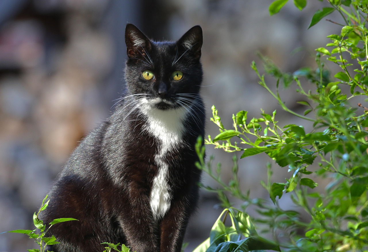 Katze Schwarze Katzen Kostenloses Foto auf