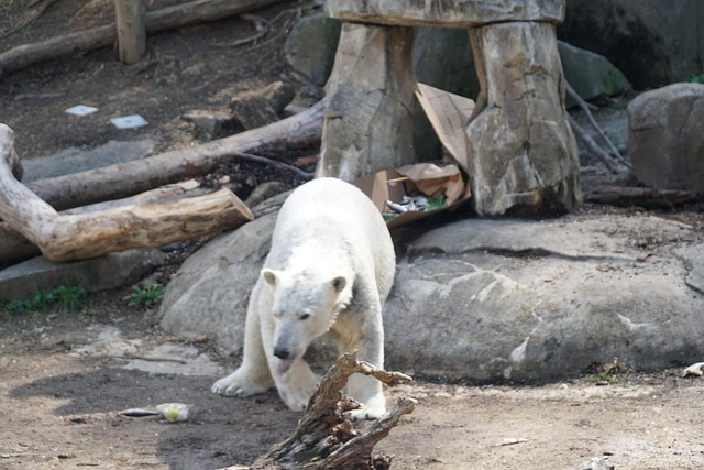 Polar Bear, Maryland Zoo