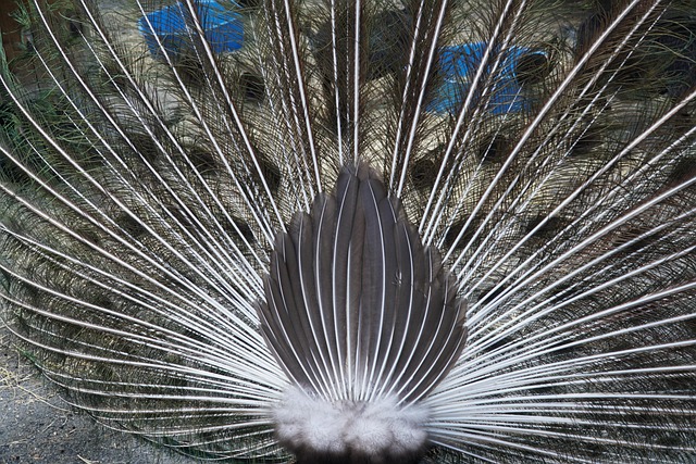 Maryland Zoo, Pauw, Peacock Feather