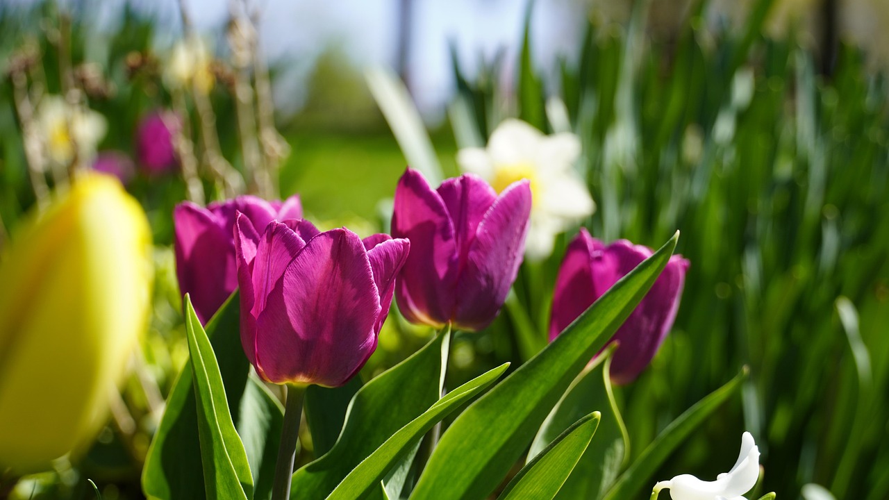 https://cdn.pixabay.com/photo/2022/06/27/00/34/tulips-7286529_1280.jpg