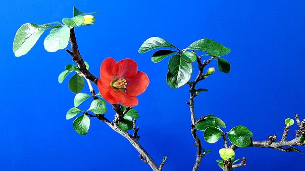 Free Flower Plum Blossom photo and picture