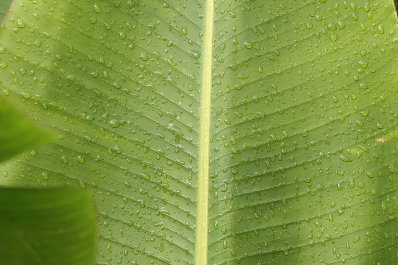 Feuille De Palmier Nature Tomber - Photo gratuite sur Pixabay - Pixabay