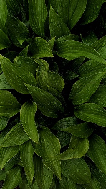 Folhagem, Folhas, Verde, Natureza