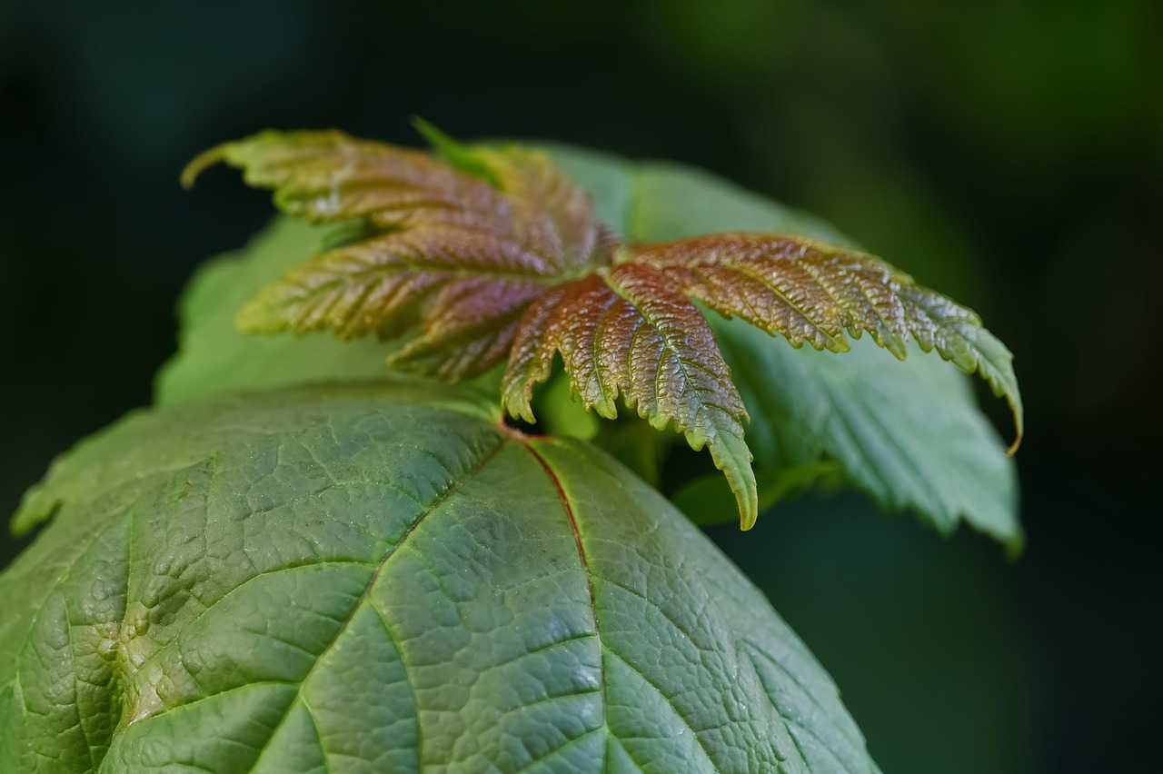 Plant - free online jigsaw puzzle photo