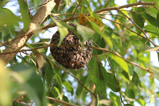 Free Honeybees Bees photo and picture