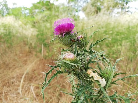 Diesel, Plant, Bloem, Stekelig, Purper