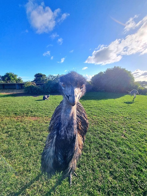 Australia Emu Wildlife - Free photo on Pixabay - Pixabay