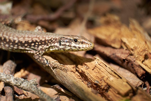 Free Lizard Reptile photo and picture