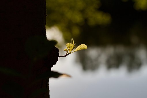 See, Baum, Natur, Wald