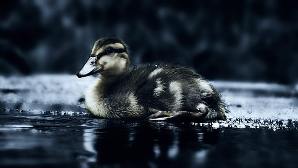 Enten, Wasservogel, Stockente, Natur
