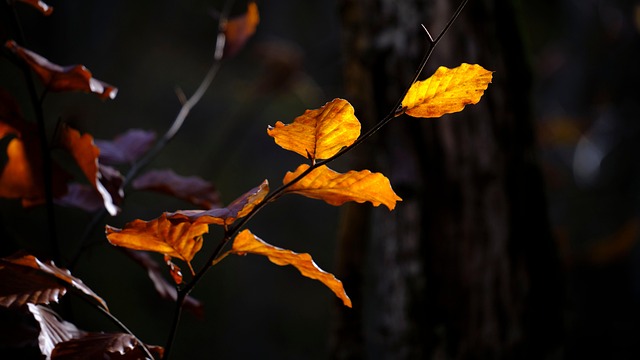 Free Fall Nature photo and picture