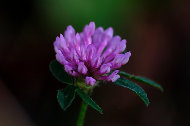 Free Clover Flower photo and picture