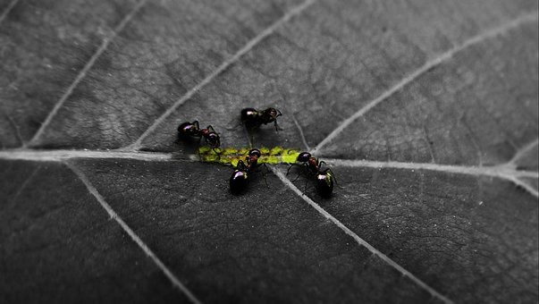 Ameisen, Insekten, Wald, Laus, Blattlaus