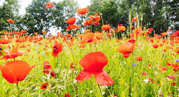 Free Nature Flowers photo and picture