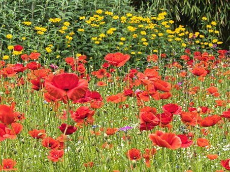 Free Field Of Flowers Poppies photo and picture