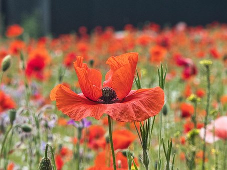 Free Flower Meadow Nature photo and picture