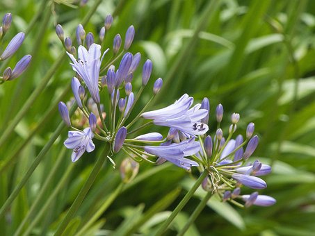 Free Flowers Allium photo and picture
