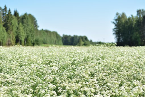 Weiß, Natur, Finnischer Sommer