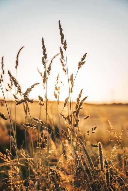 Free Wheat Grain photo and picture