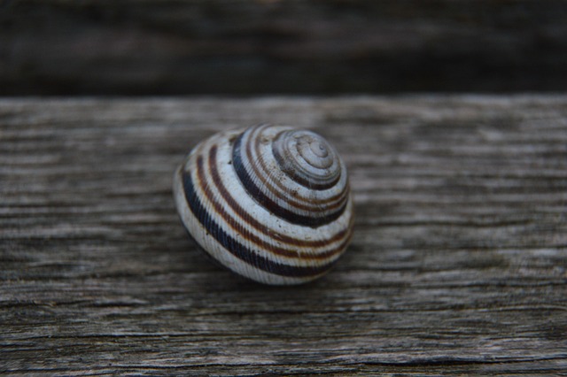 Siput Kerang Alam - Foto gratis di Pixabay - Pixabay