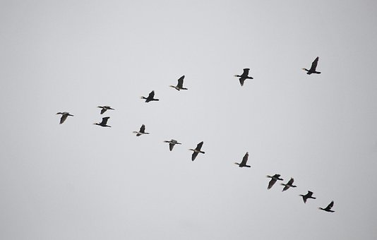 Free Birds Fly photo and picture