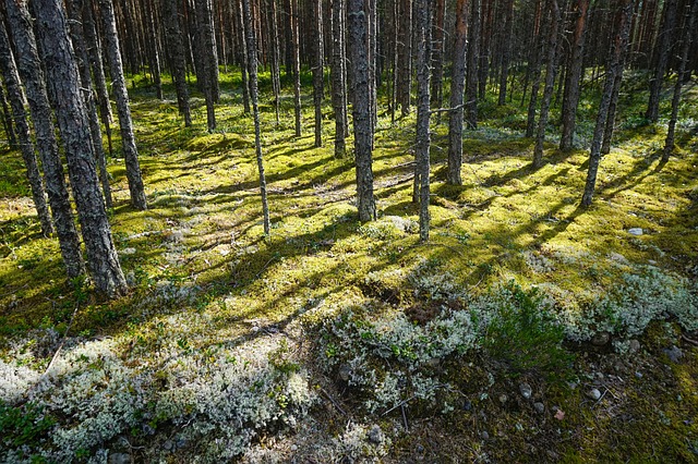Free Forest Karelia photo and picture