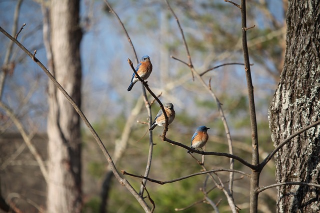 Aves, Azulejo, Sucursales, Árbol