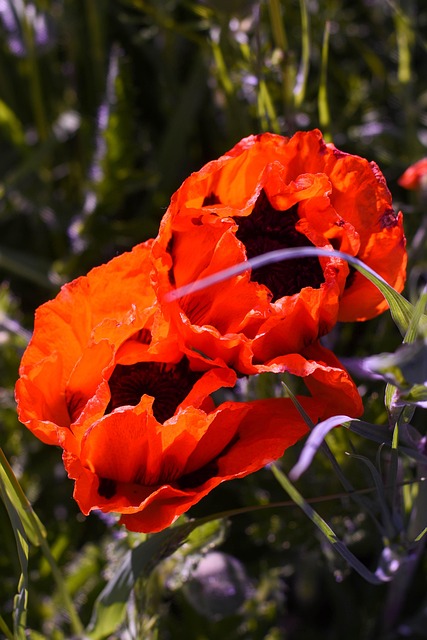 Mohn, Natur, Blumen, Utah, Draußen
