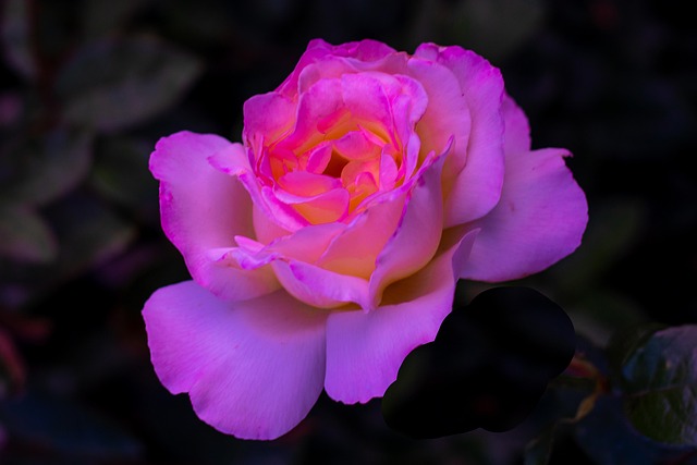 Frieden, Rose, Rosa, Magenta, Weiß