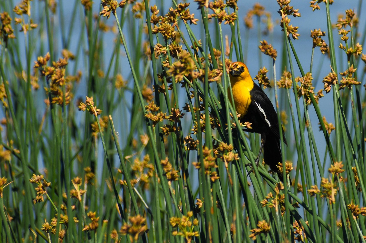 https://cdn.pixabay.com/photo/2022/06/28/06/33/yellow-headed-blackbird-7288944_1280.jpg