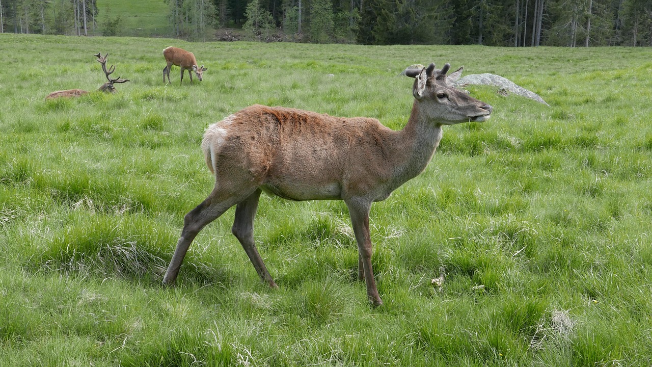 Deer Animal Trentino - Free photo on Pixabay - Pixabay