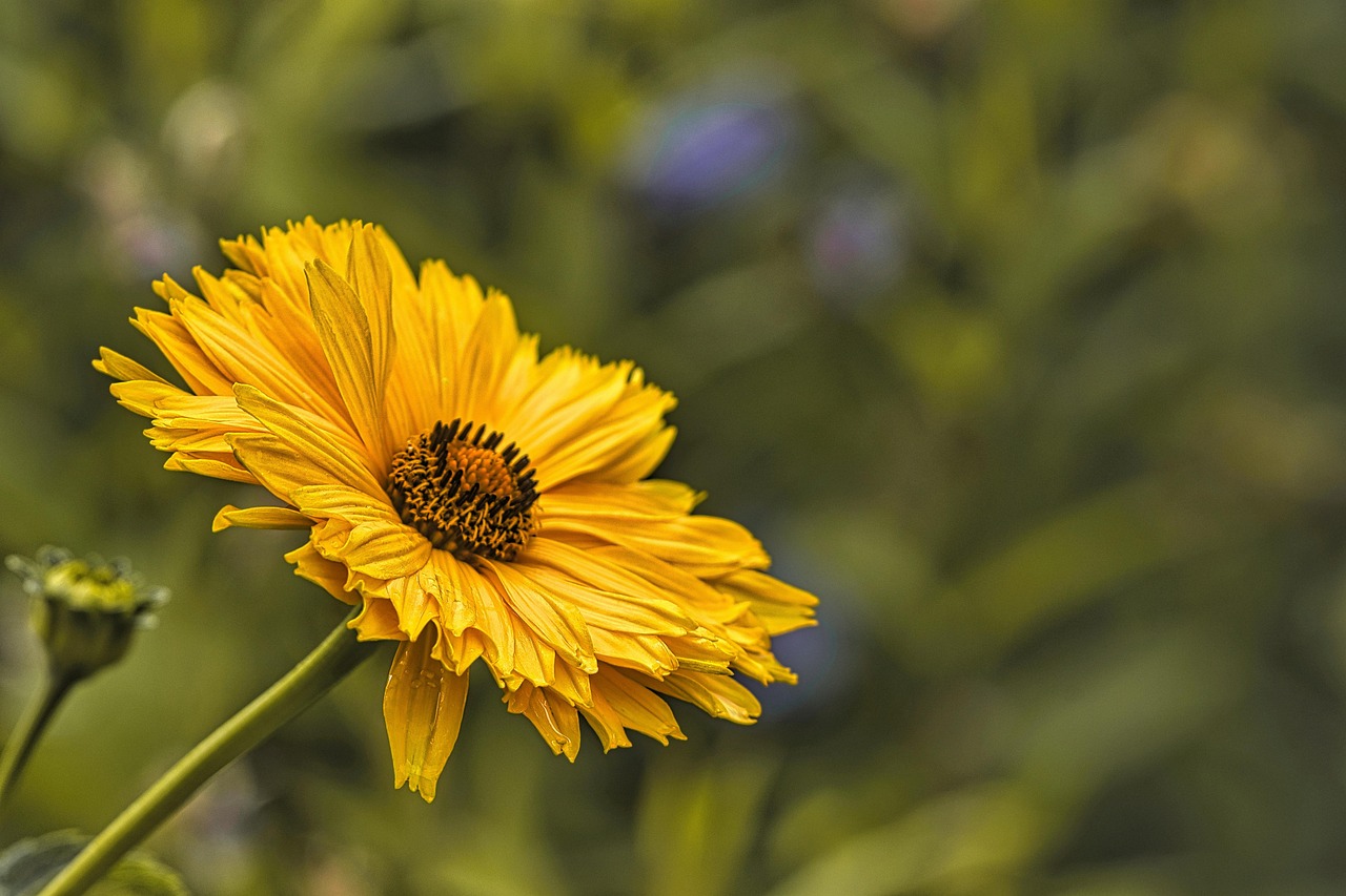 锥花 开花 盛开 - Pixabay上的免费照片 - Pixabay