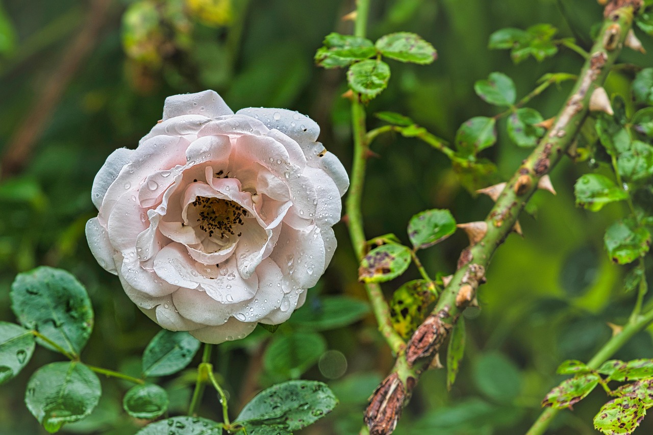 https://cdn.pixabay.com/photo/2022/06/28/08/10/rose-7289110_1280.jpg