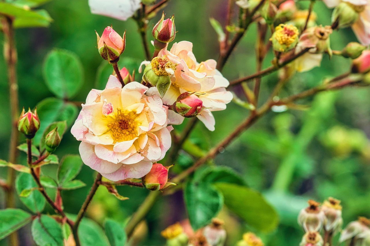 Rose Blossom Cream - Free photo on Pixabay - Pixabay