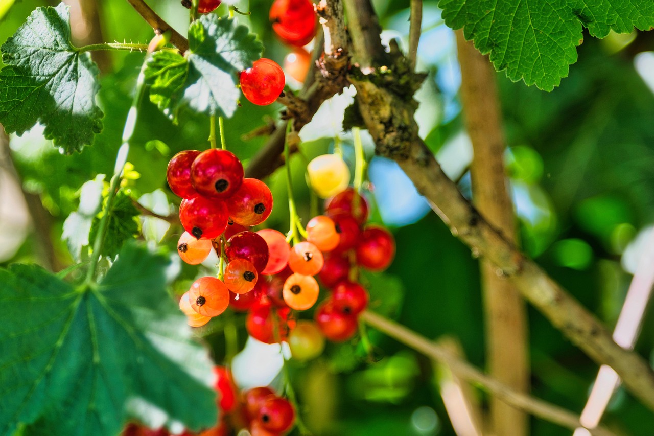 Grosellas Fruta Comida - Foto gratis en Pixabay - Pixabay