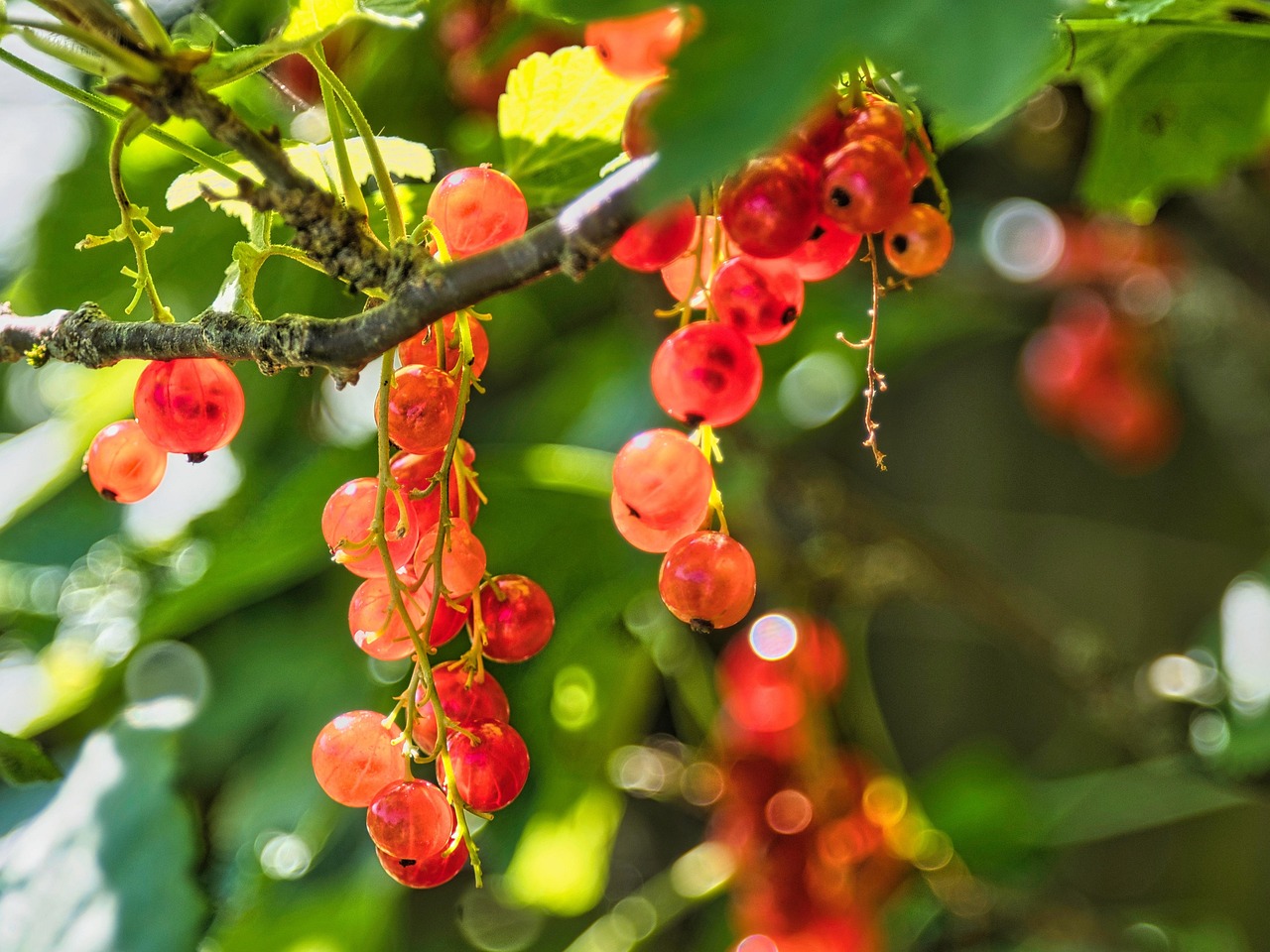 Grosellas Comida Fruta - Foto gratis en Pixabay - Pixabay
