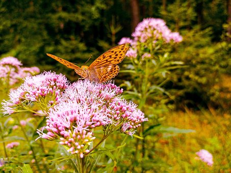 Free Butterfly Insect photo and picture