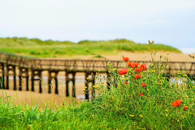 Free Flowers Beach photo and picture