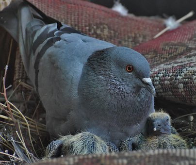 Free Bird Pigeon photo and picture